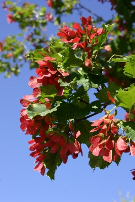 Acer tataricum hot wings